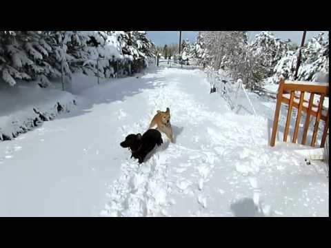 Bella & Emmy in the snow-#3 11/17/2015