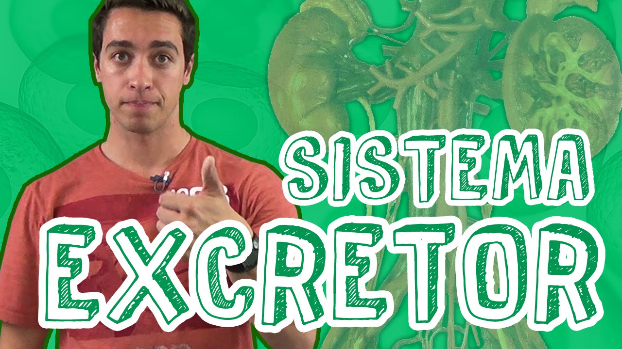 Aula Biologia - Fisiologia Animal - Sistema Excretor para o Enem e Vestibulares - STOODI