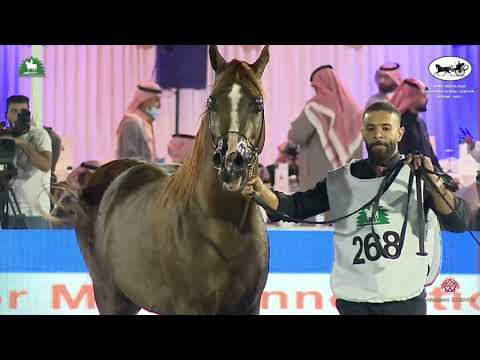 N 268 HARITH AL KHALEDIAH   King Abdulaziz Arabian Horse Center Show 2021   Stallions 4 6 Years Old