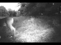 Curious 1 1 2 Year Old 6 Point Captured On A Bushnell Trophy Cam XLT