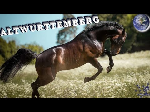 TOP Beautiful Altwurttemberg Horse in the World!
