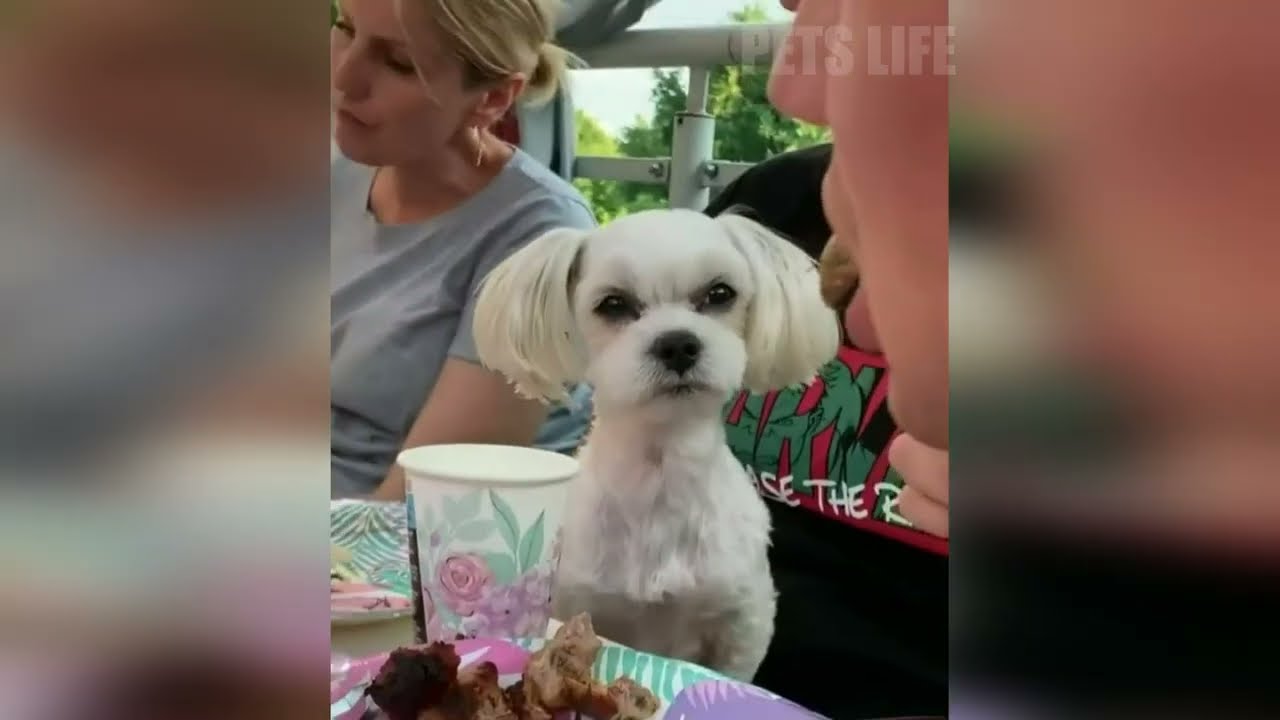 🐶 FUNNY Dogs Videos, Try Not To Laugh 😂 FUNNY DOGS LIFE