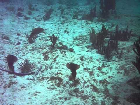 Half Moon Bay - Mexico - Squid