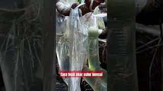 Download lagu membuat akar sulur bonsai mp3