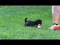 Mixed Breed dogs for sale: Pumpkin - Video 1