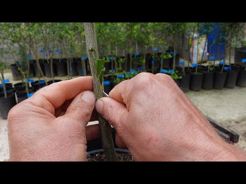 Injerto de escudete en cítricos muy rápido.