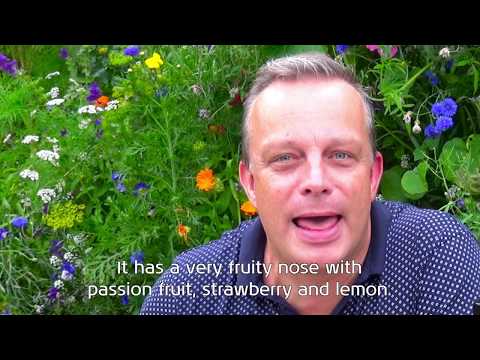 VLOG: KLM World Business Class Wines | Food, Wine and Travel Reporter | July 2017