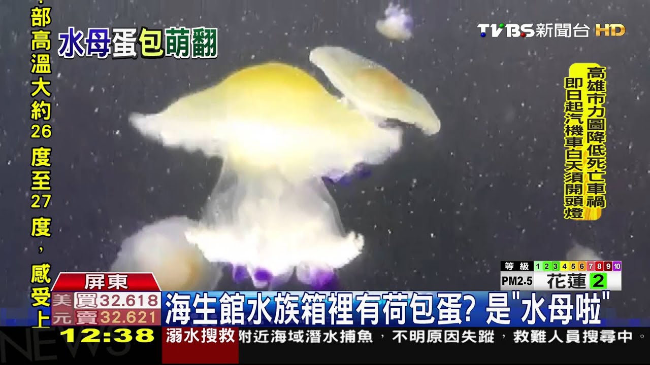 海生館水族箱裡有荷包蛋？　是「水母啦」