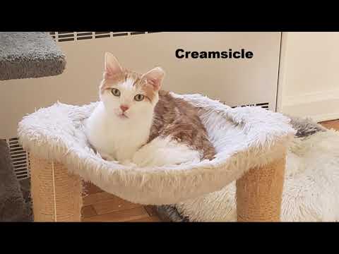 Creamsicle, an adopted Domestic Short Hair in Kew Gardens, NY_image-1