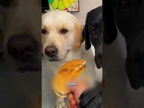 الكلب اذكى من صاحبه🐶