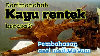 Download lagu INIKAH ASAL USUL KAYU RENTEK UNTUK AQUASCAPE ? || DRIFT WOOD || KAYU AQUASCAPE mp3