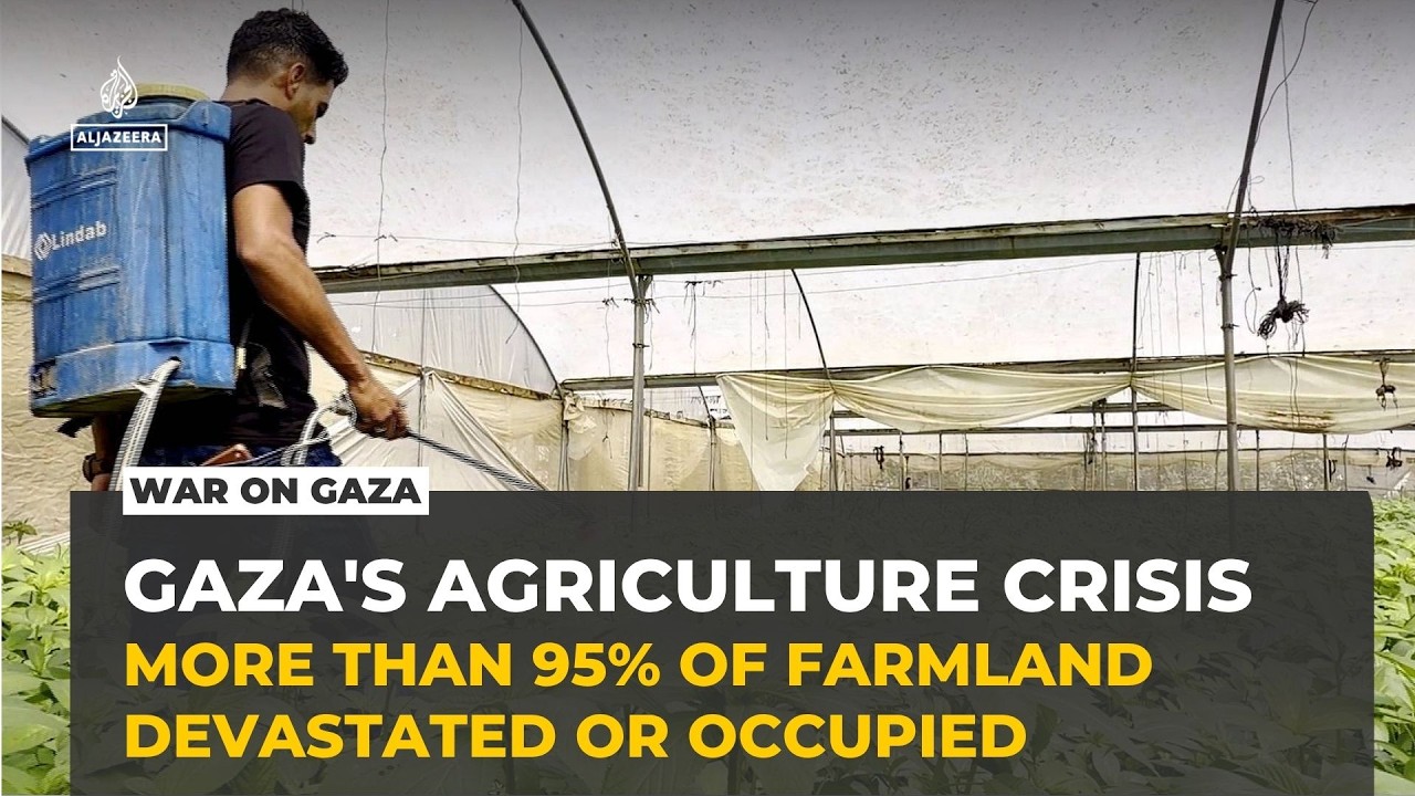 Gaza's farmland shrinks as war devastates agriculture and food production