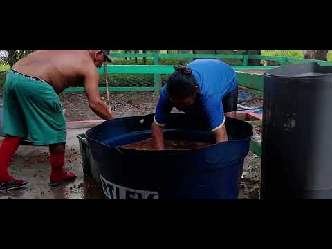Processo de lavagem Guaraná da Amazônia Artífice Raimundo Lúcio Boa Esperança Urucará Amazonas 