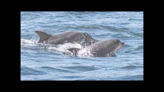 Adopt a dolphin Update February 2023 | Whale and Dolphin Conservation