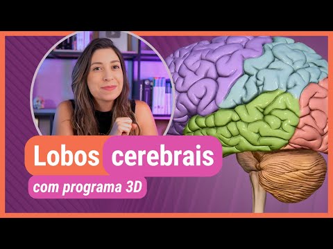 BRAIN LOBES! With 3D program