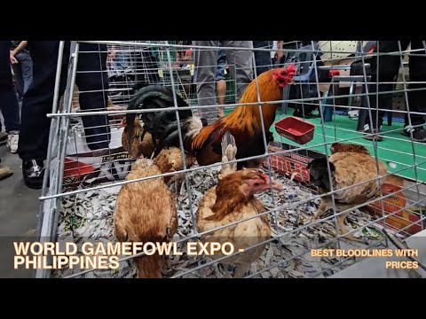 Prices - Gamefowl expo bloodlines Gilmore, hatch , Albany, sweaters, white kelso, melsims grey, dome