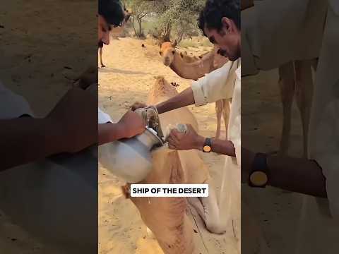 Camel 🐪🔥 #malayalamvartha #malayalamnews #malayalam #shortvideos #shortsviral  #news #facts