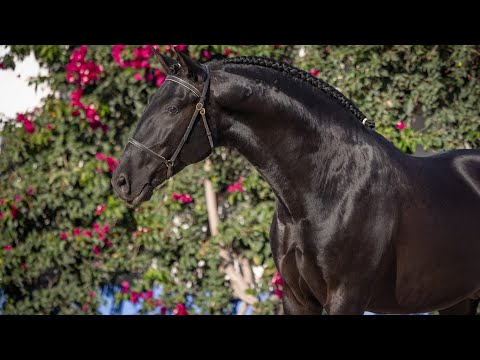 Horse for Sale |  Young Black Lusitano Stallion with Charisma and Potential (REF#895)