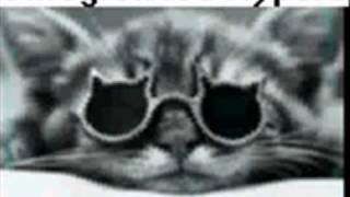 kleine süße katze und andere lustige tire!!! kleine süße katze und andere lustige tire!!!