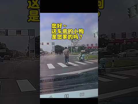 流浪小狗鑽車底乘涼，善良的後車車主收養了它。 狗狗：謝謝你！車裡比車底涼快呢～ （創作素材來源於胖虎虎 ） #狗狗 #狗狗的心思都寫在臉上了 #治癒 #狗是人類最忠誠的朋友 #狗狗故事