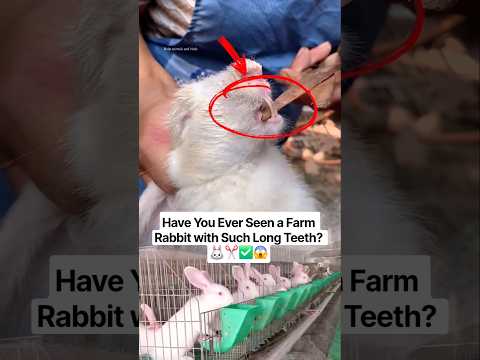 Have You Ever Seen a Farm Rabbit with Such Long Teeth? #Rabbit #RabbitTeeth #FarmAnimals #Shorts