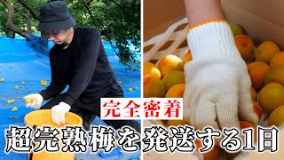 【1日密着】幻の超完熟梅をお届けする舞台裏。収穫した1割のみしか出荷しません！