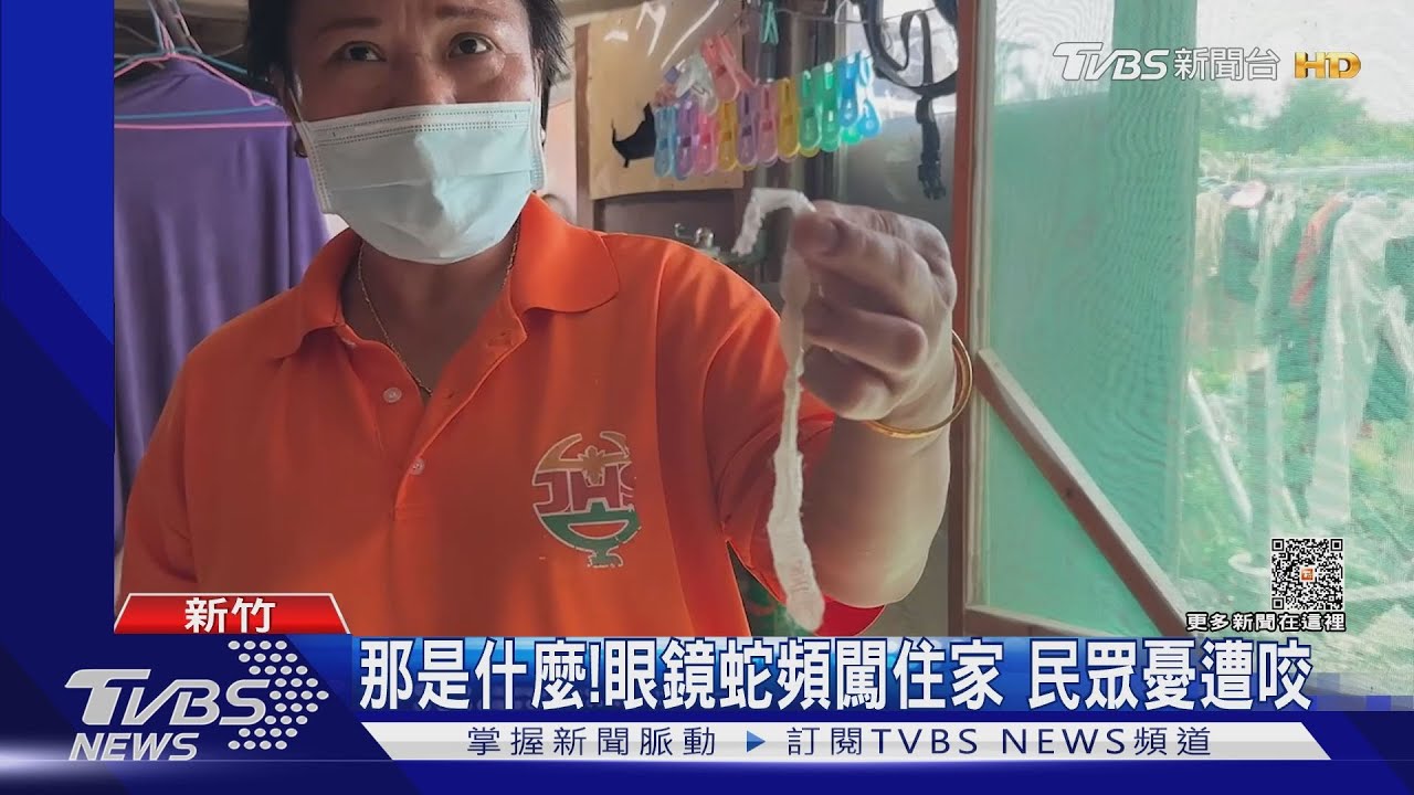 那是什麼!眼鏡蛇頻闖住家 民眾憂遭咬
