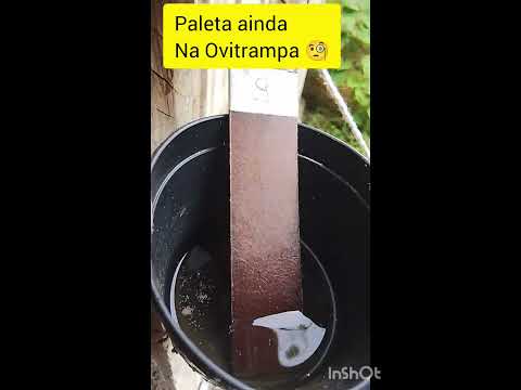 Ovitrampas Campo Magro Fevereiro 2026.#campomagro #vivaosus #endemias