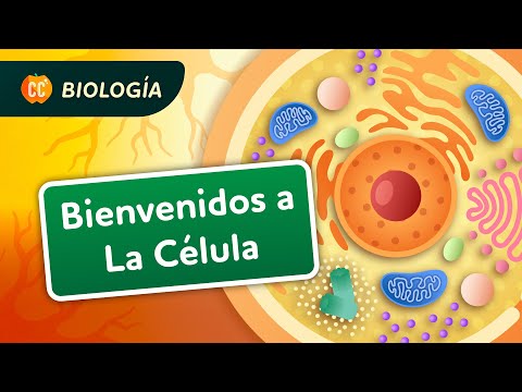 Tus células son como ciudades: Crash Course Biología #23