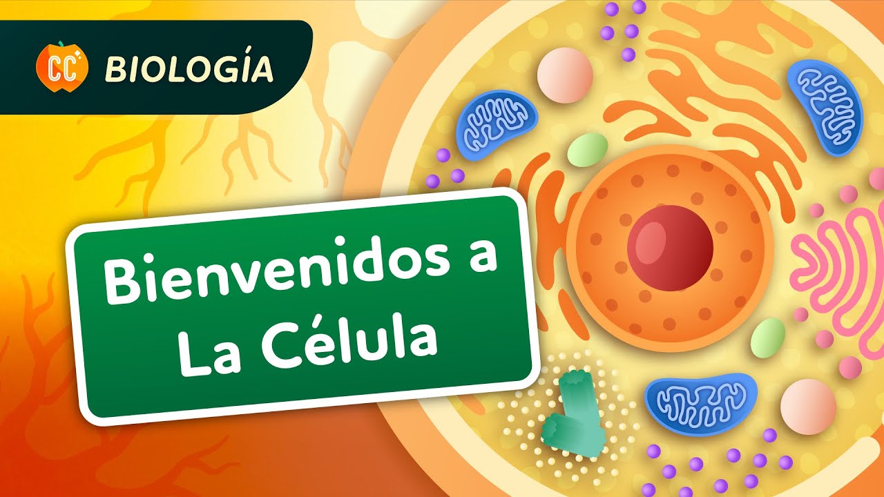 Tus células son como ciudades: Crash Course Biología #23