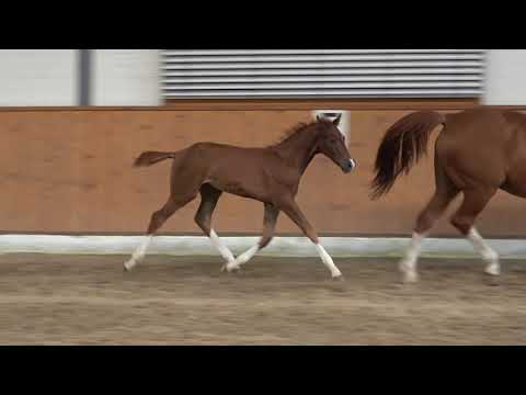 Livaldon  - De Niro, hannoveraner, colt, * 04/2021 for sale