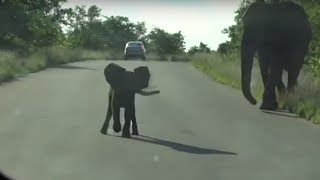Cheeky and Brave baby Elephant "Protects" his Mom. Kruger National Park