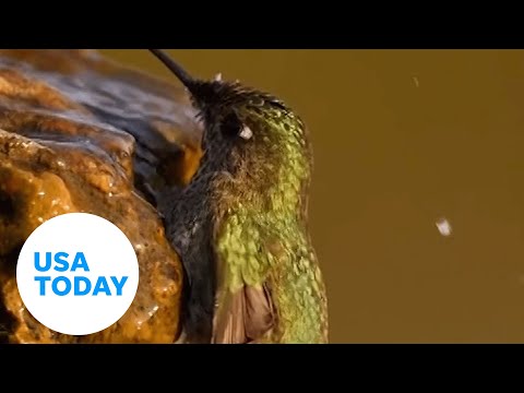 Hummingbird takes a refreshing bath along the edge of waterfall USA TODAY