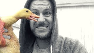 Ducklings | Into the Brooder & Mobile Coop