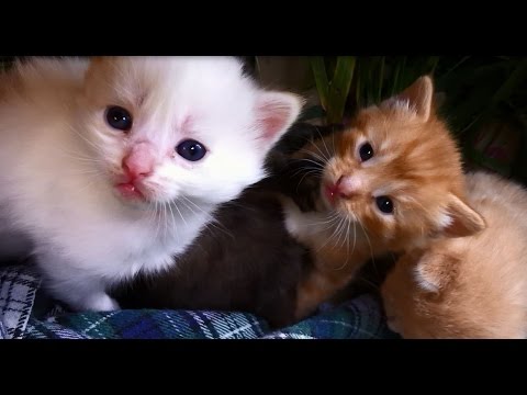 Litter of Cute Kittens - All Different Colors at 4 Weeks Old