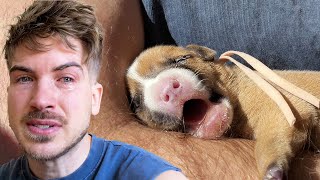 I Couldn’t Save My Puppy…