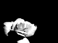 Nightingale-White Darkness