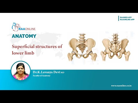Superficial structures of lower limb