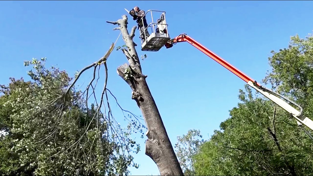Taking Down Trees with a Home Depot lift