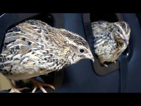 スーパーの卵から育てたウズラのつくね