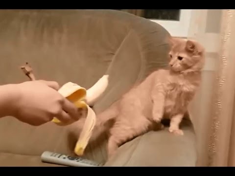 Funny cat videos - Cats Fear Bananas