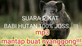 Download lagu SUARA PIKAT BABI HUTAN 100% MP3 BUAT NYANGGONG#berburu mp3