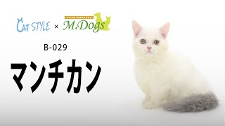 マンチカン　子猫