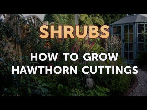 How to Prune a Bottlebrush Shrub