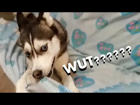 A message to all Mirca's Furfriends!