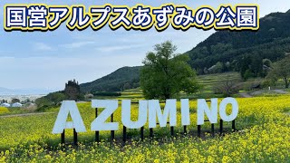 【国営アルプスあずみの公園】チューリップと菜の花畑に癒されたおじさんの休日！