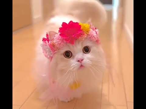 Akshara#short #like #