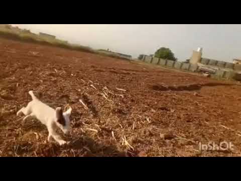 my dog ♥️🐶@lawwithiqra478