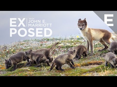 Adorable Arctic Fox Pups of Somerset Island