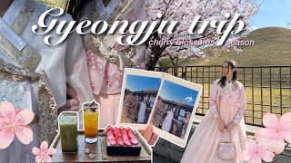 Trip to Gyeongju, Korea 🌸🇰🇷 cherry blossoms hot spots, renting a hanbok, favorite cafés